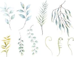 Eucalyptus leaves painted with watercolor 1 vector