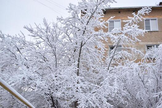 Trees in the snow after a snowfall in autumn photo