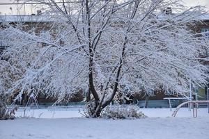 árboles en la nieve después de una nevada en otoño foto