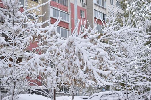 Trees in the snow after a snowfall in autumn photo