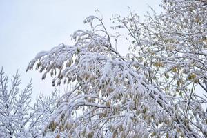 árboles en la nieve después de una nevada en otoño foto