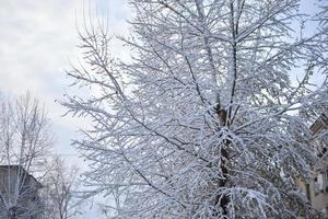 árboles en la nieve después de una nevada en otoño foto