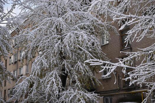 Trees in the snow after a snowfall in autumn photo
