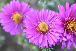 Pink flowers of the shrubby aster close-up photo