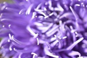 Purple bright asters close-up macro photo