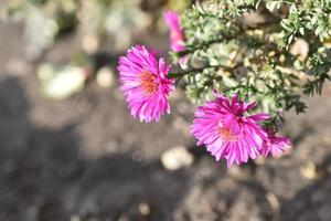 Pink flowers of the shrubby aster close-up photo