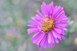 Pink flowers of the shrubby aster close-up photo