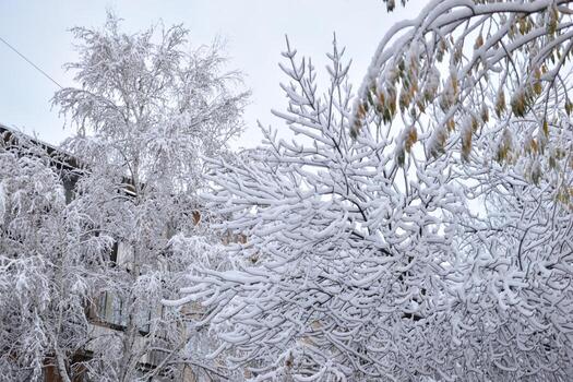 Trees in the snow after a snowfall in autumn photo