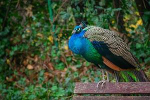 pavo real apoyado en un banco del parque foto