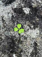 Clover with four leaves on natural stone background. Symbol of luck and dreaming. Shamrock plant, luck bringer. Nature background with empty space. St Patrick day card photo