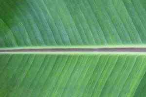 Banana palm leaf texture. Big leaf texture. photo