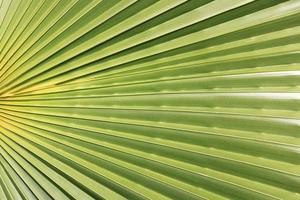 Exotic tree branch background. Palm leaf texture. photo