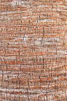 Palm bark pattern texture. Tropical tree trunk background. Exotic wood backdrop. photo