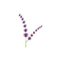 diseño plano de vector de logotipo de flor de lavanda fresca