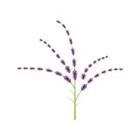 diseño plano de vector de logotipo de flor de lavanda fresca