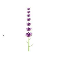 Fresh Lavender flower logo vector flat design