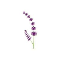 diseño plano de vector de logotipo de flor de lavanda fresca