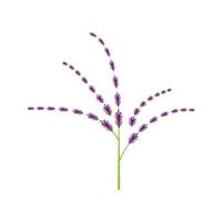 diseño plano de vector de logotipo de flor de lavanda fresca