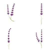 Fresh Lavender flower logo vector flat design