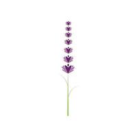 diseño plano de vector de logotipo de flor de lavanda fresca