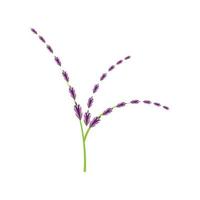 diseño plano de vector de logotipo de flor de lavanda fresca