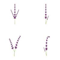 Fresh Lavender flower logo vector flat design