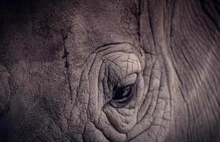 primer plano ojo de elefante animal salvaje en tailandia textura piel fondo