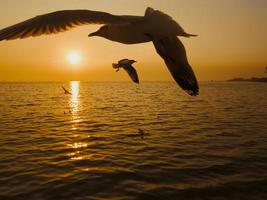 Sunset Sea Bird Silhouette sunset.Silhouette bird flying photography Sea. Minimal photography photo