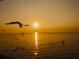 Sunset Sea Bird Silhouette sunset.Silhouette bird flying photography Sea. Minimal photography photo