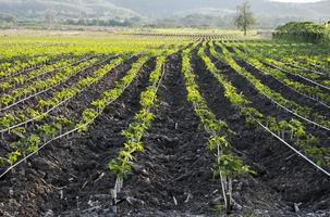 plantar hortalizas en hileras largas. agricultura horizontal convencional o jardinería. sistema de cultivo en patrón lineal foto