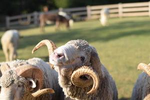 Sheep resting on a pasture at a farm. photo