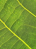 The green leaf vein photo