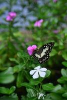 mariposa en una hoja verde. fondo de verano e insectos foto