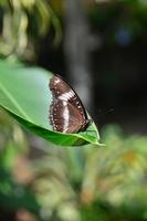 mariposa en una hoja verde. fondo de verano e insectos foto