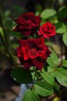 Red rose. plants and flower background photo