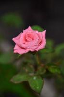 Pink rose. plants and flower background photo