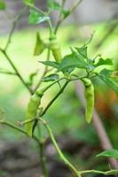 Green Chili Plants. plants and summer background photo