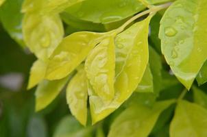 green leaves background. foliage and fresh concept background photo