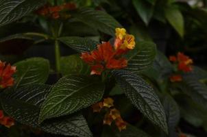 Orange Flowers between dark leaves in the garden. plants and flowers background photo