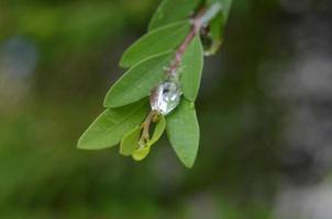 green leaves background. foliage and fresh concept background photo