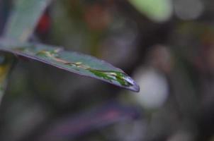 green leaves background. foliage and fresh concept background photo