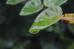 fondo de hojas verdes. follaje y fondo de concepto fresco foto