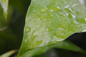 green leaves background. foliage and fresh concept background photo