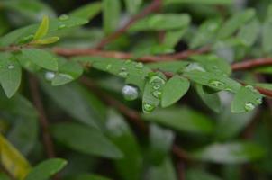 green leaves background. foliage and fresh concept background photo