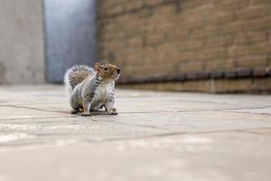 Squirrel sitting on promenade photo