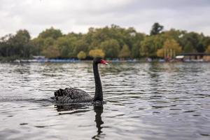 Black swan floating on lake with trees in background photo