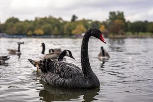 Black swan floating on lake with trees in background photo