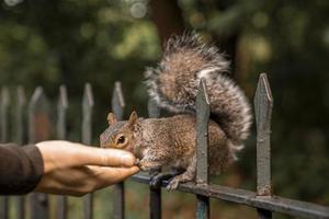 pequeña ardilla come comida de la mano humana foto