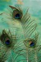 plumas de pavo real verdes, brillantes y aterciopeladas foto