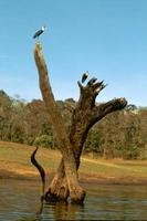 Birds sitting on tip of bald tree trunks photo